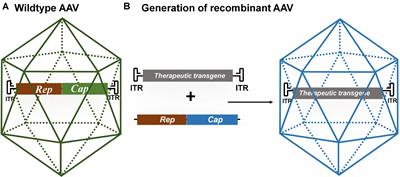 Gene Therapy for Neurodegenerative Diseases: Slowing Down the Ticking Clock